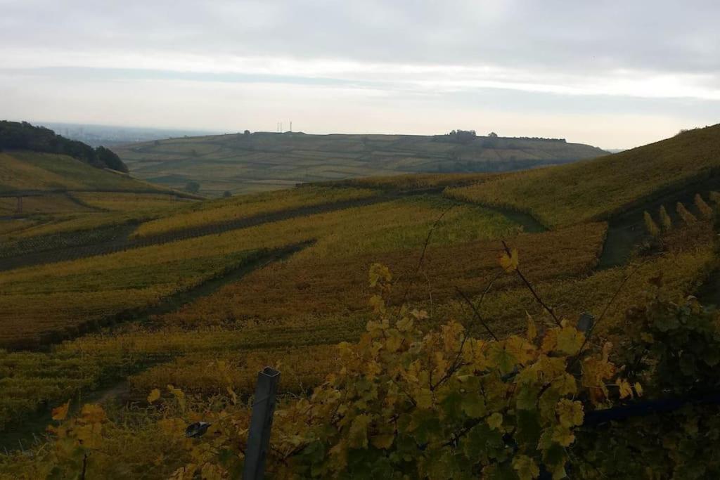 Le Kelsch, Loft Duplex 130M2 Avec Sauna, Proche Vignoble Marlenheim Esterno foto